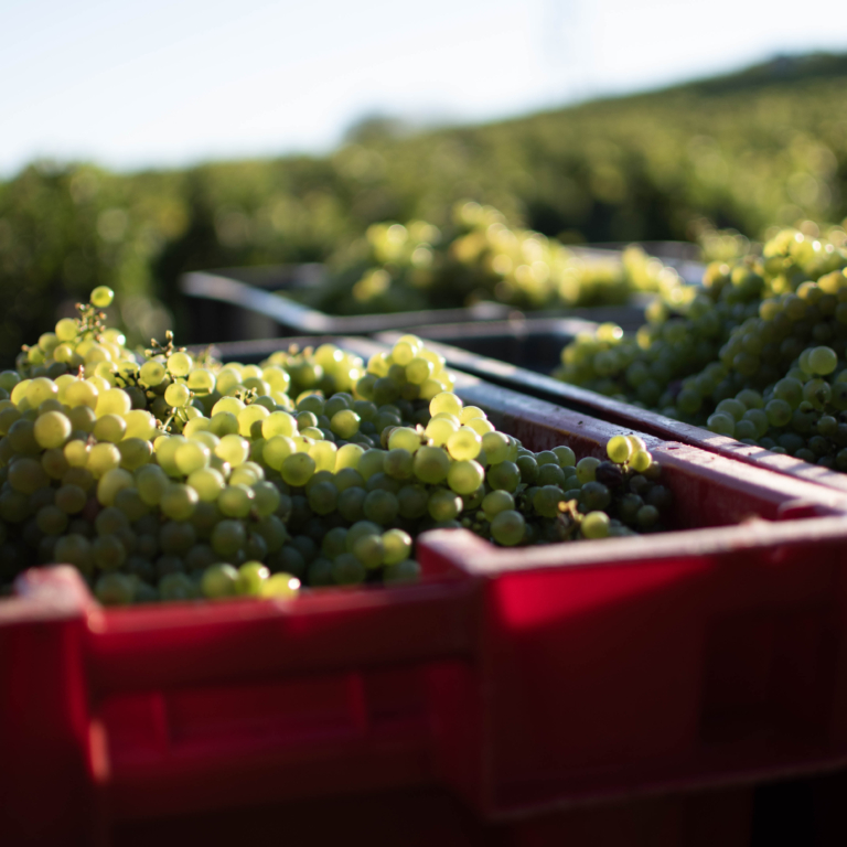 05092023 Vendanges Crémant DSC 0012