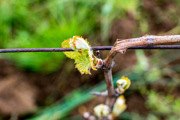 20042023 Débourement DSC 0931