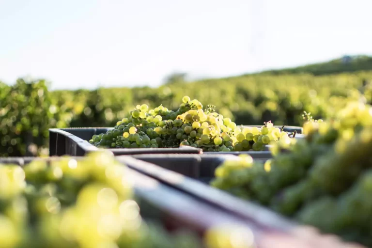 La Pinte Galerie Vendanges Cremant