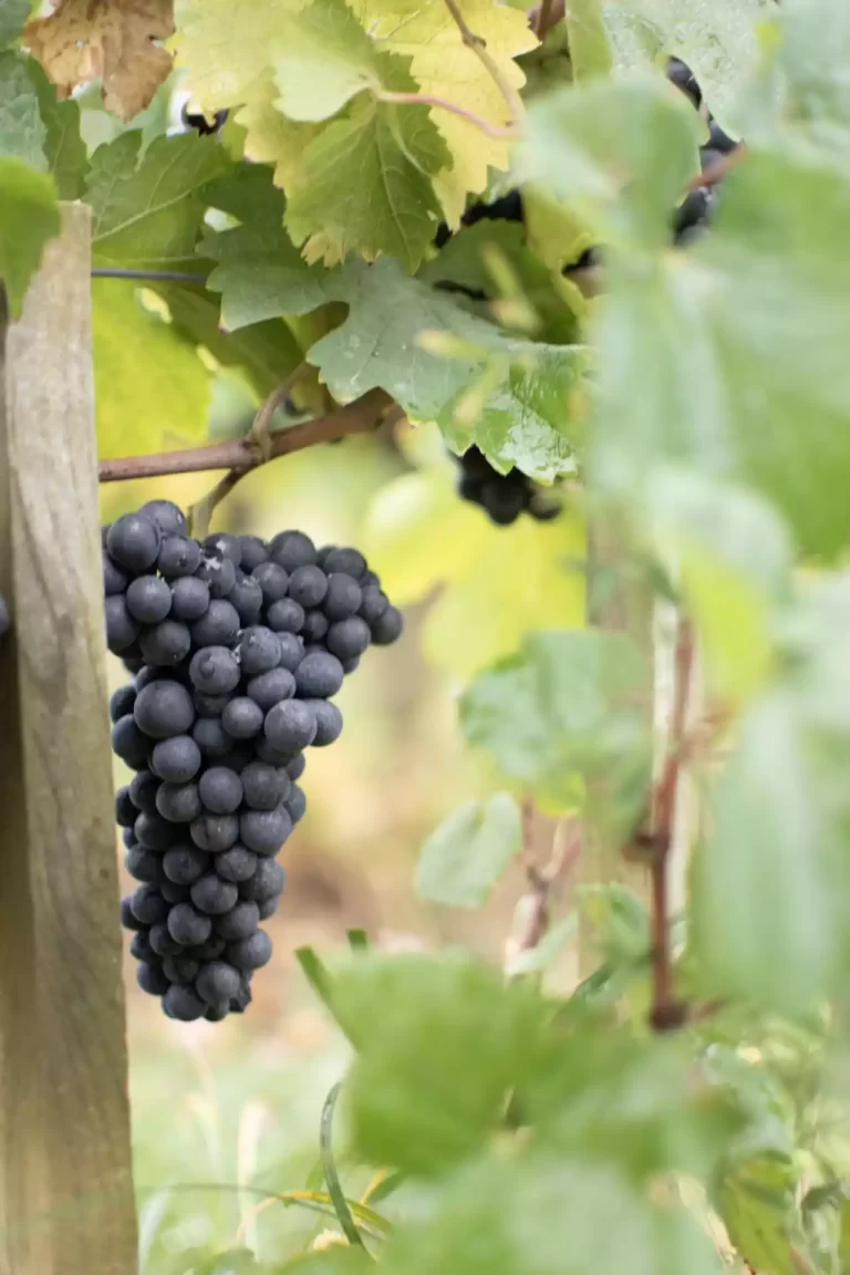 La Pinte Galerie Vendanges La Capitaine