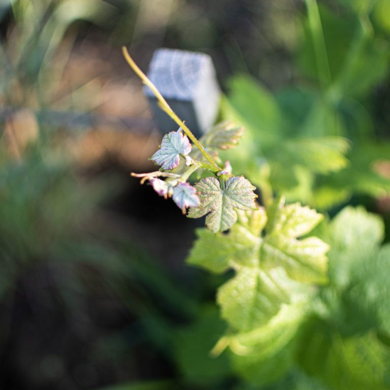 25052023 Couché De Soleil Dans Les Vignes DSC 0348
