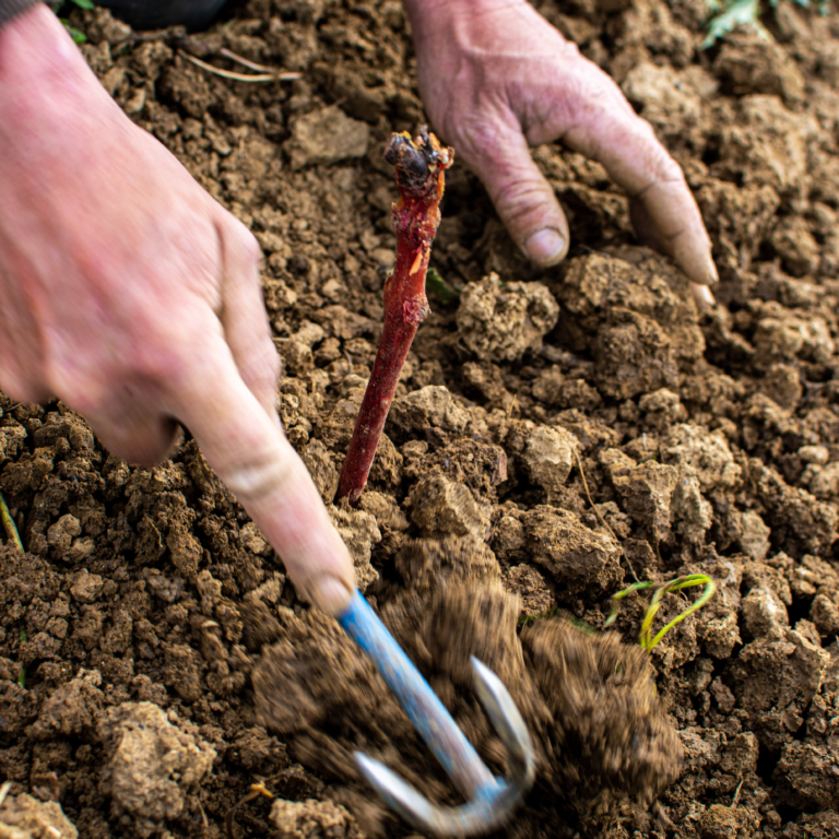 27042023 Plantation DSC 0976