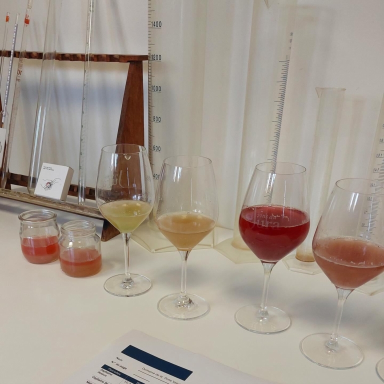 Prise De Mesures Vendanges