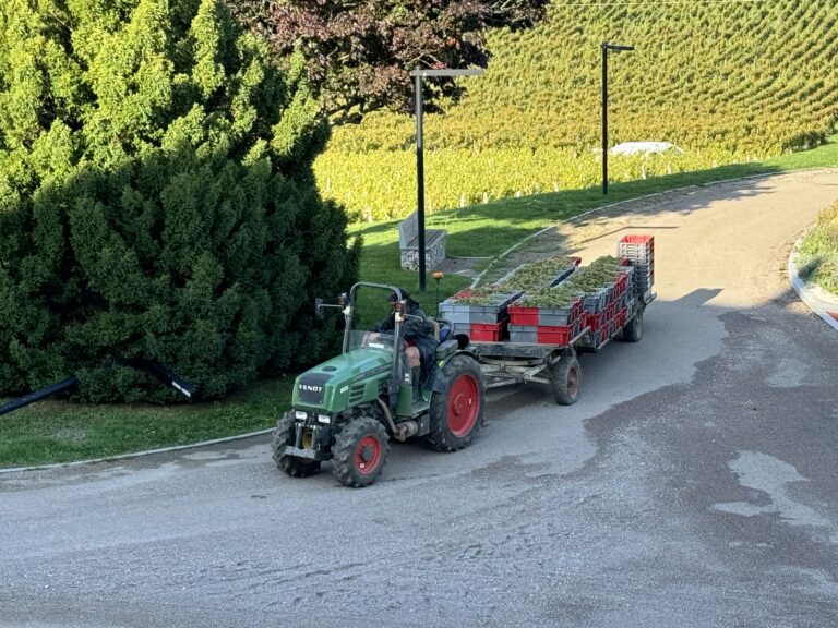 Dernier Jour Des Vendanges 1