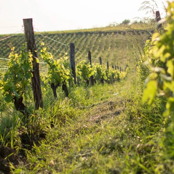 Nos vins blancs