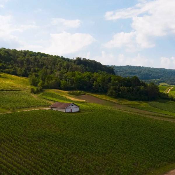 Nos vins jaunes