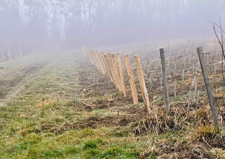 Planter Aujourd’hui Pour Récolter Demain