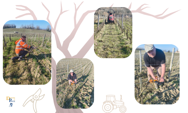 Le Travail à La Vigne